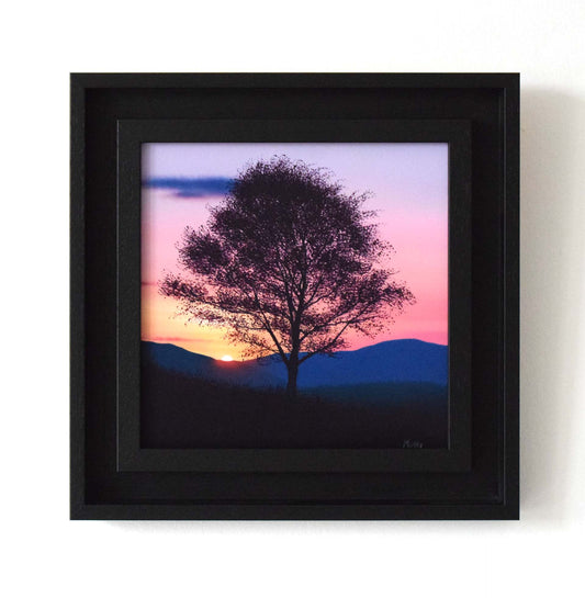 Violet Birch Sunset (Original Painting)