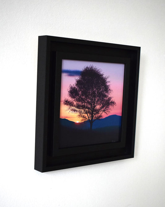 Violet Birch Sunset (Original Painting)